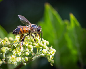Western Honeybee gathering pollen from a flowering tree along the Shadow Creek Ranch Nature Trail in Pearland, Texas!