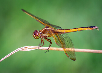 Needham's Skimmer dragonfly along the nature trail in Pearland, Texas!