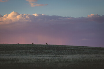 Obraz premium sunset in the field of cows