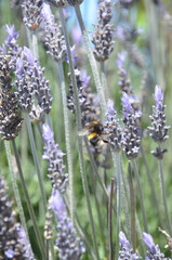 Bee searching for nectar around the lavender plants.