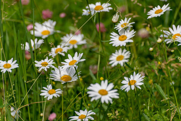 Beautiful large daisies with a white petals
