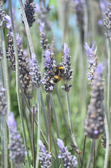 Bee searching for nectar around the lavender plants.