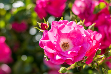 Gros plan sur des roses de France (Rosa Gallica L.)