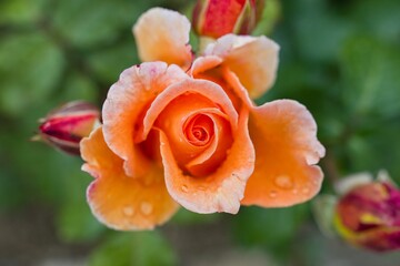 orange rose with dew drops