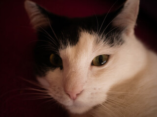 
Black and white cat. Free space for entry.