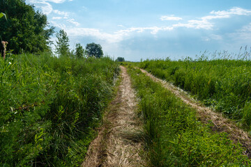 The road through thick green grass