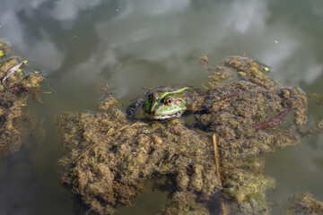 Lake frog in the pond, species Pelophylax ridibundus, female. The largest frog in Russia