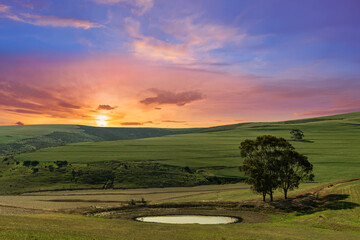 Fototapeta premium A tree in the Overberg grassland during sunset in western cape South Africa