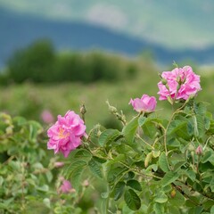 Pink Kazanlak Damascena rose, oil-bearing flowering shrub plant, the famous fragrance of Bulgarian Rose Oil distillated for perfumery and rose water, rose otto essence. Bulgaria, the Valley of Roses.