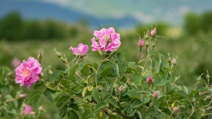 Fototapeta premium Pink Kazanlak Damascena rose, oil-bearing flowering shrub plant, the famous fragrance of Bulgarian Rose Oil distillated for perfumery and rose water, rose otto essence. Bulgaria, the Valley of Roses.