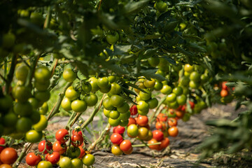 Tomaten reifen und gedeihen im  Folientunnel.
