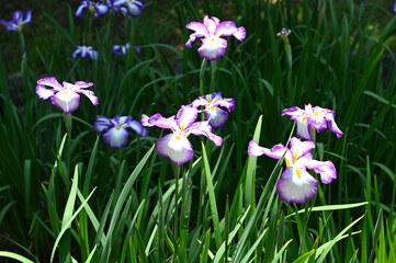 梅雨の浜離宮恩賜庭園の花菖蒲
