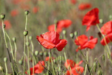 Carpet of red tall poppies blowing in the wind 