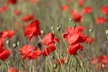Fototapeta na wymiar Carpet of red tall poppies blowing in the wind 