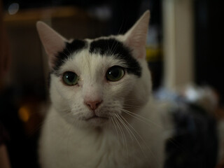 
Black and white cat. Free space for entry.
