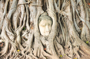 アユタヤのワット・マハタートにある仏頭　Historical Buddha head in Ayutthaya