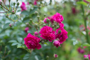 pink and white flowers