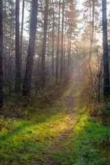 Fototapeta premium las we wczesnej porannej mgle