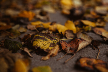 Yellow/orange fallen leaves. Autumn background of leaves.