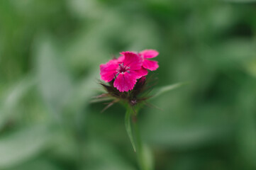 pink flower on a tree