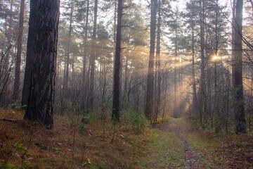 Fototapeta premium the forest in the early morning mist