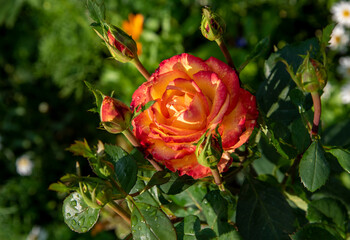 A bright orange rose flower surrounded by buds on a blurry green background.