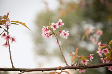 Beautiful cherry blossom or sakura in spring time over  sky