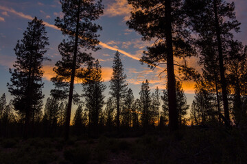 Sunset in a Pacific Northwest Pine Forest 