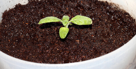 Plant the sprouts in a flower pot. Young seedlings.