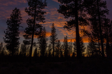 Sunset in a Pacific Northwest Pine Forest 