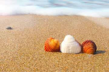 Seashells on the seashore on a sunny summer day. Close-up, selective focus, copy space for text. Concept of summer, beach vacation. 