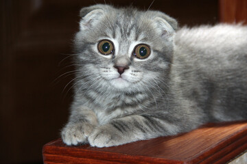Portrait of a tabby kitten with big eyes. The proud cat.