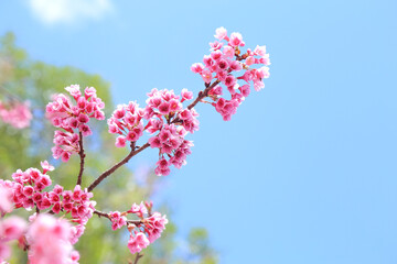 cherry blossom in spring