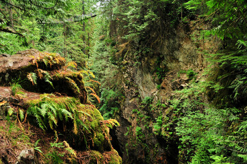 カナダの大自然リン・キャニオン・パーク　A very beautiful forest landscape in Canada
