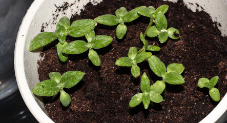 Plant the sprouts in a flower pot. Young seedlings.