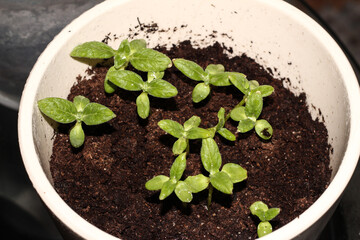 Plant the sprouts in a flower pot. Young seedlings.
