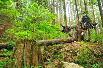 カナダの大自然リン・キャニオン・パーク　A very beautiful forest landscape in Canada