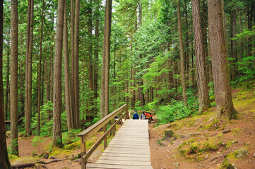 カナダの大自然リン・キャニオン・パーク　A very beautiful forest landscape in...
