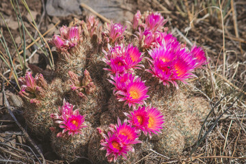 pink flowers cactus