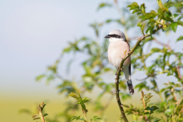 Obraz premium A male Red-backed shrike (Lanius collurio) perched on a branch