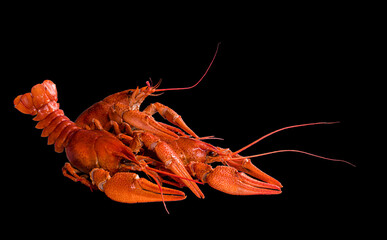 
red crayfish on a black background