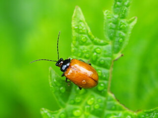 ムナグロツヤハムシ