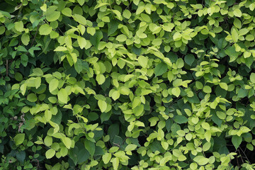 树叶  树枝 树木 叶子 叶片  绿色  自然  阳光 绿叶 生机盎然  绿意
植物  草 草木