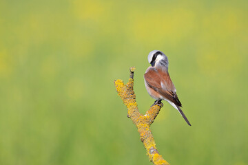 A male Red-backed shrike (Lanius collurio) perched and preening on a branch in Germany.
