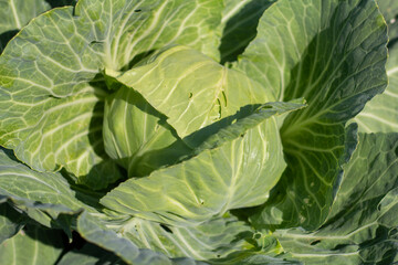 Young cabbage grows in the garden. Agricultural industry. Growing vegetables in the backyard.