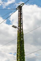 Creeper growing up an electricity pole