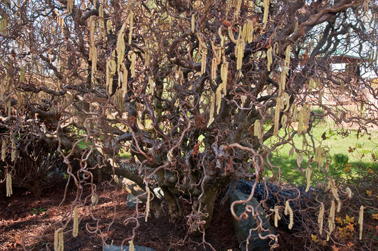 Contorted Filbert Tree With It's Long Chains Of Blooms In The Spring.  It's Also Known As Corylus Avellana And 