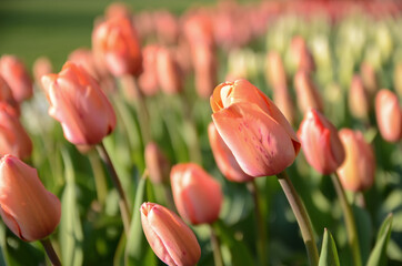 Fototapeta premium Red Orange Yellow Tulips flower shot from below macro close up with tulip background pattern
