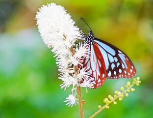 サラシナショウマの花で吸蜜するアサギマダラ(海を渡って旅すす蝶)