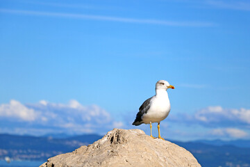 A beautiful seagull stands on a stone against the background of the sea and blue sky.